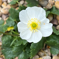 Ranunculus bilobus